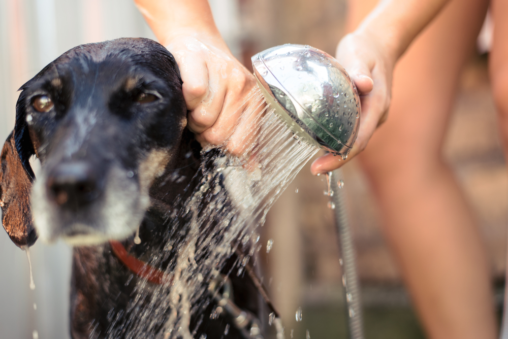Best Dog Grooming Products