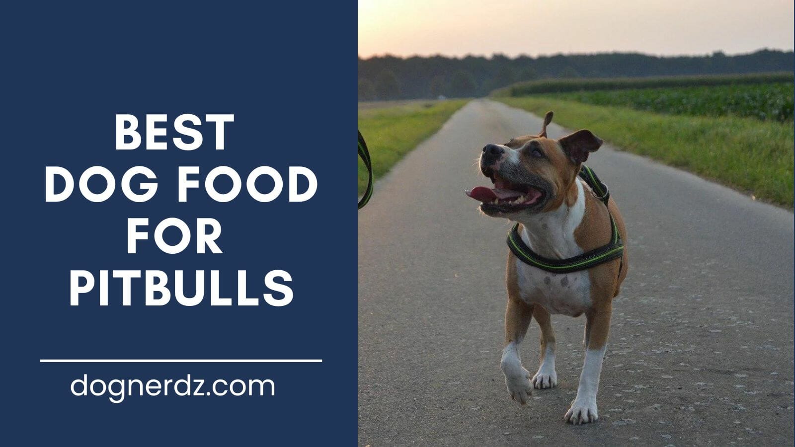 review of the best dog food for pitbulls