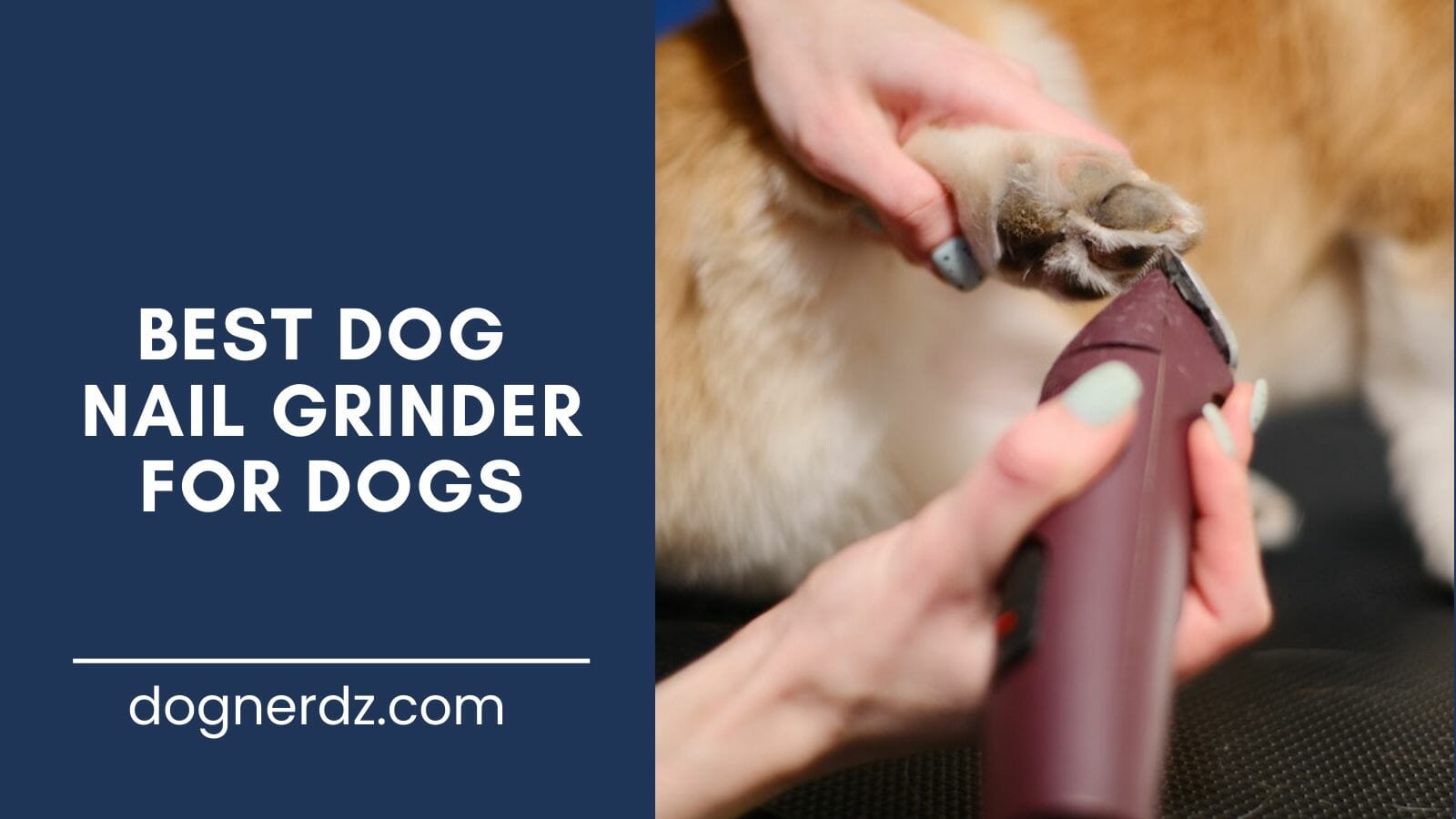 review of the best best dog nail grinder for dogs