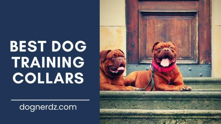 Best Dog Training Collars in 2022