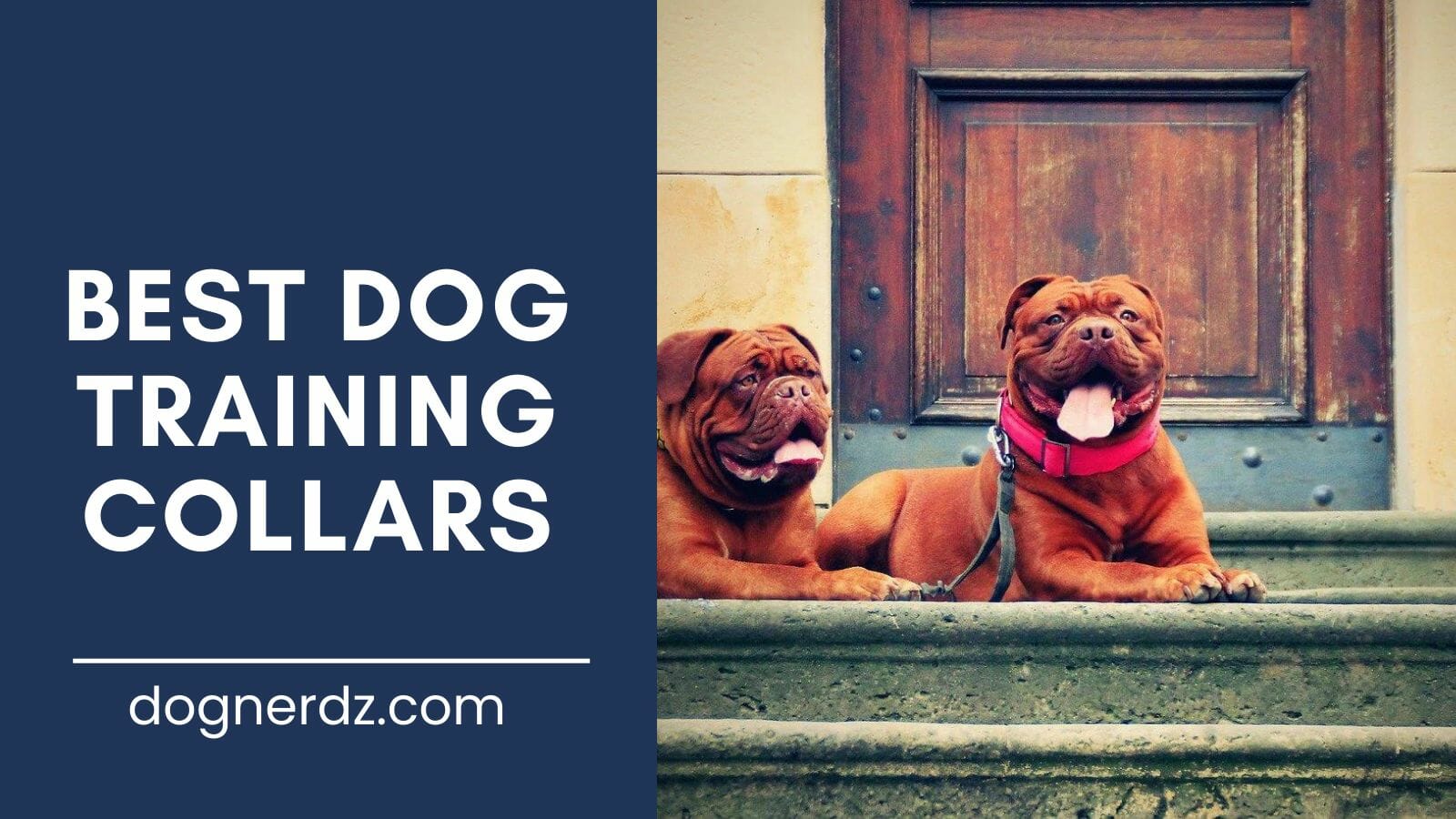 review of the best dog training collars