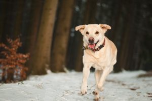 Best Glucosamine For Dogs