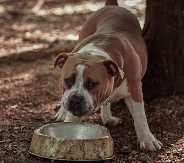 nutritional needs of a pit bull eating 