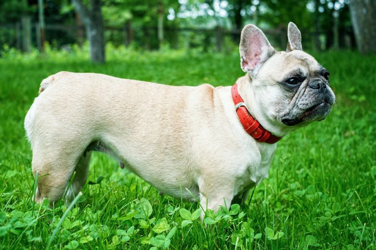 10 Best Luxury Dog Collars in 2022