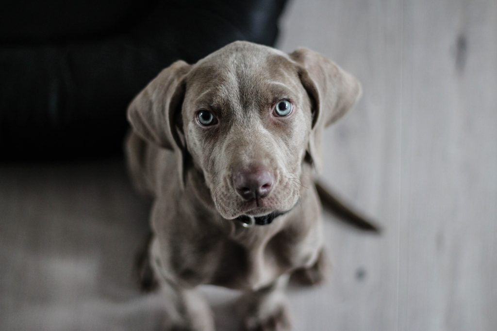 Breed Characteristics of Weimaraners A Dog Breed Unlike Any Other