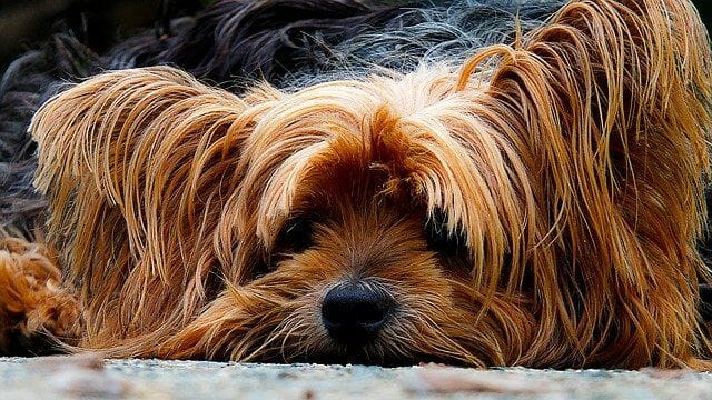 What Does a Yorkie Look Like?