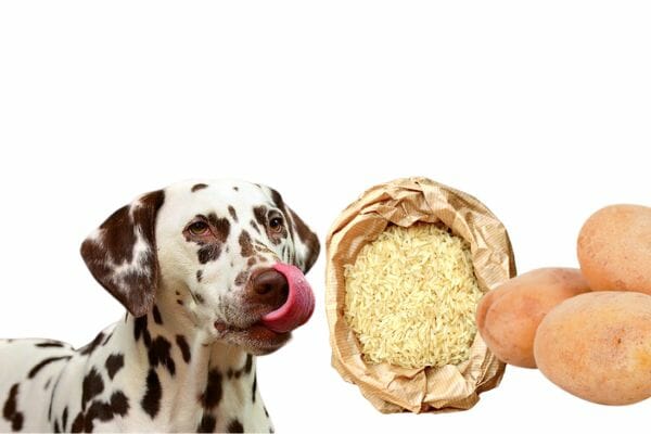 What Is The Dog Elimination Diet?