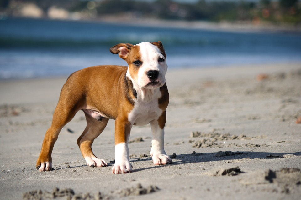Food for Puppy Pitbull to Gain Weight