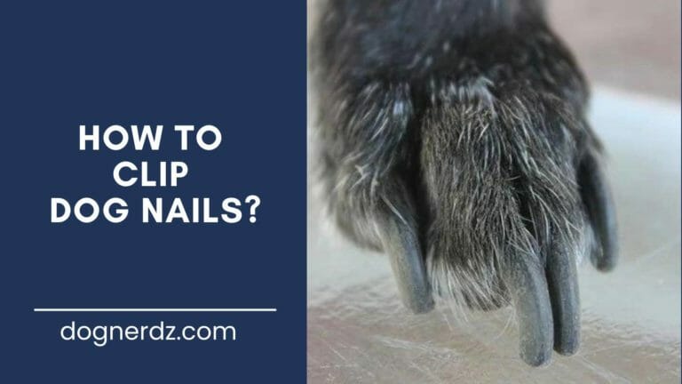 guide on how to clip dog nails
