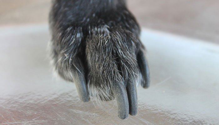 How To Clip Dog Nails?