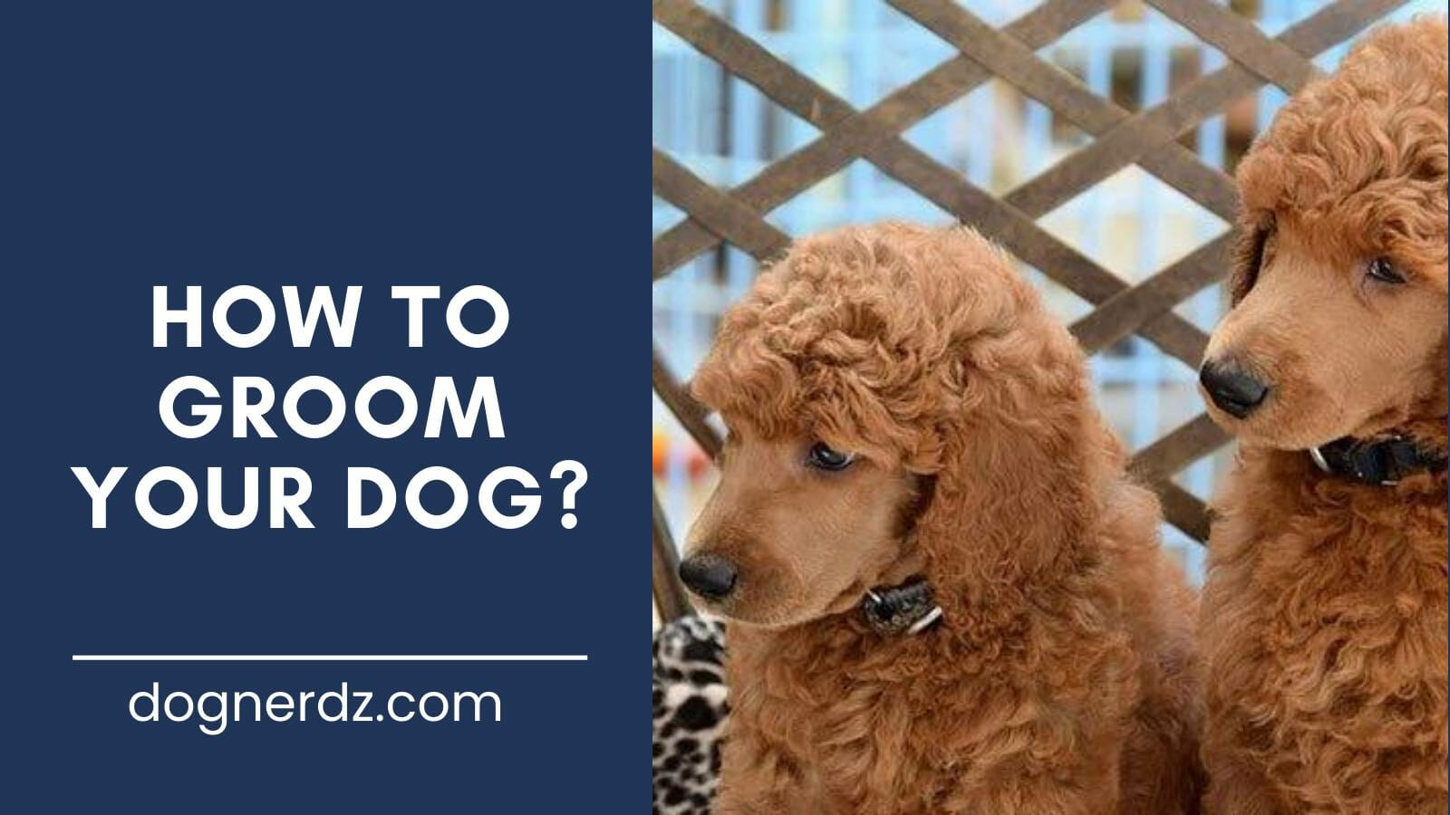 guide on how to groom your dog