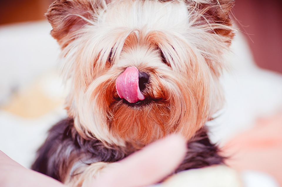 how-to-keep-yorkshire-terrier-hair-from-matting