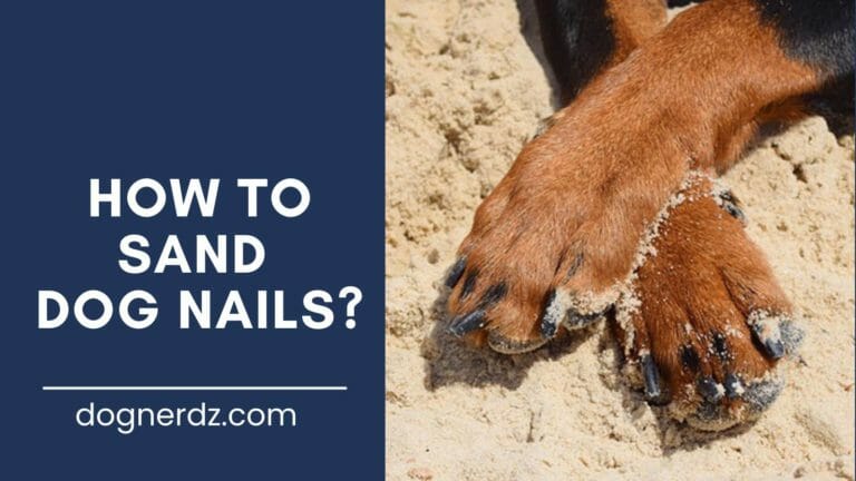 guide on how to sand dog nails