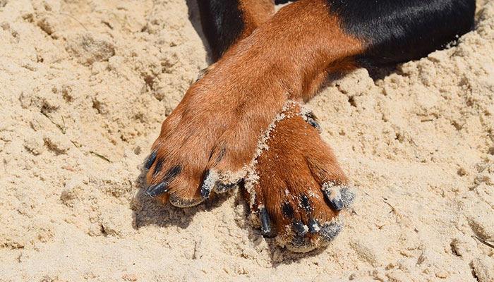 How to sand Dog Nails