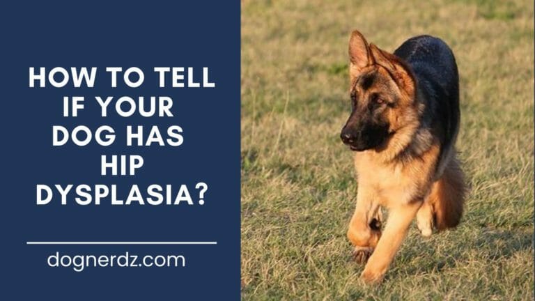 How to Tell if Your Dog Has Hip Dysplasia?