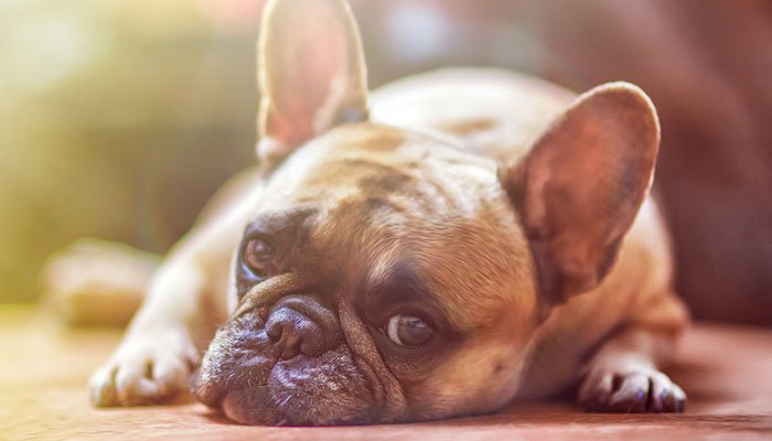How to Treat Dogs with Skin Allergies
