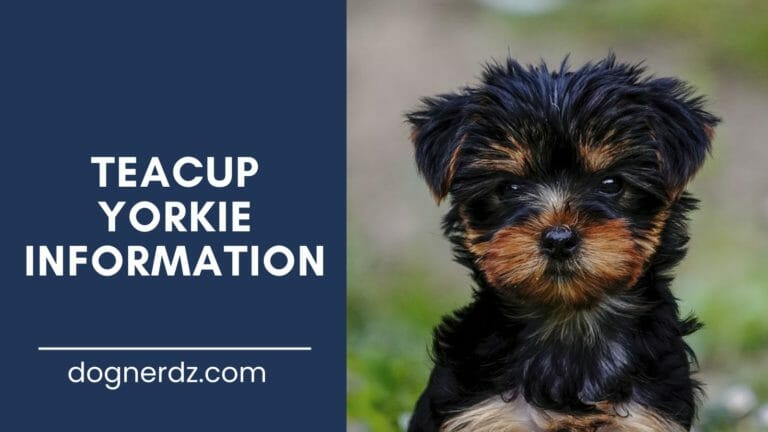 Teacup Yorkie – Learn About This Tiny Dog