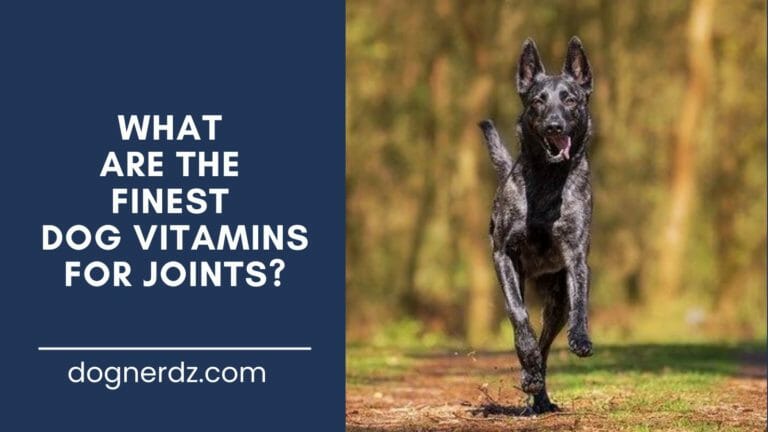 guide on the finest dog vitamins for joints