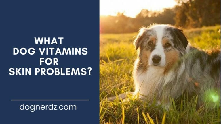 What Dog Vitamins for Skin Problems?