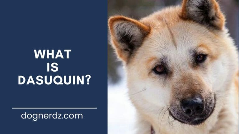 What Is Dasuquin?