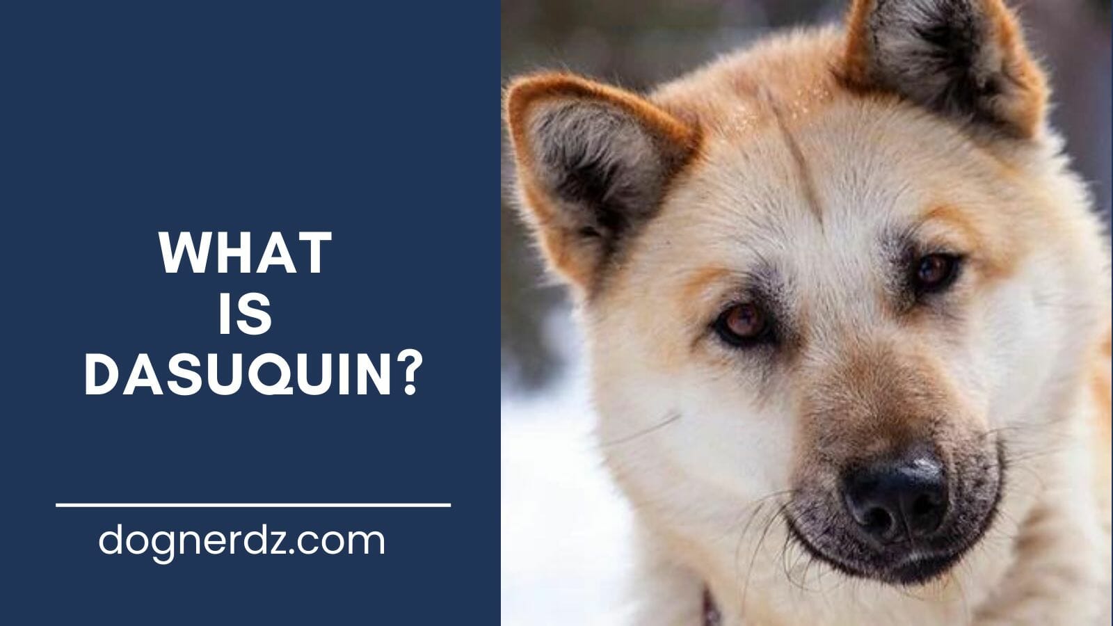 what is dasuquin