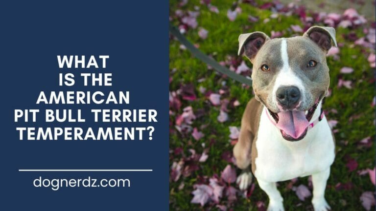 What is the American Pit Bull Terrier Temperament?