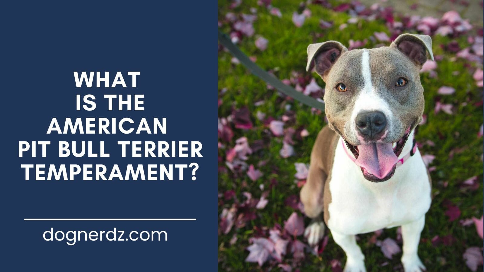 guide on the american pit bull terrier temperament
