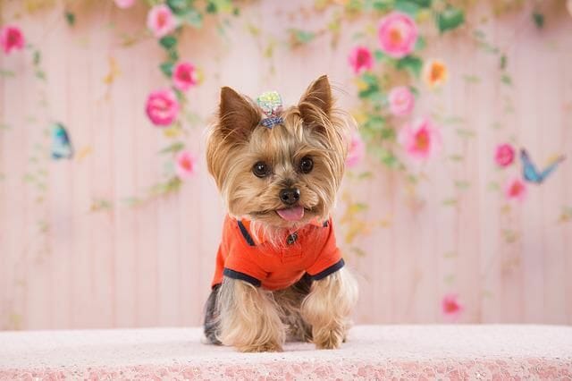 what is the teacup yorkie life span