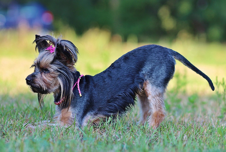 What Are The Known Yorkie Behaviour Problems?