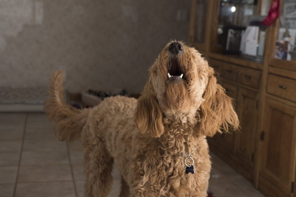 What to Do When Your Dog Barks at Neighbors?