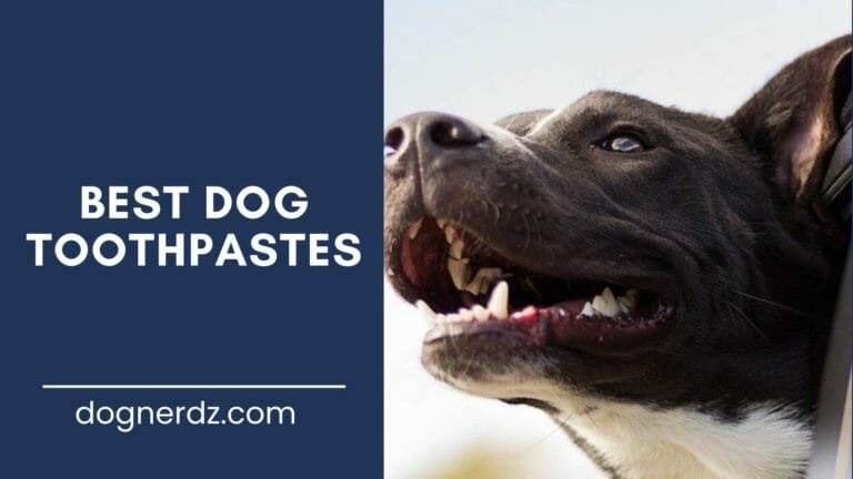 review of the best dog toothpastes