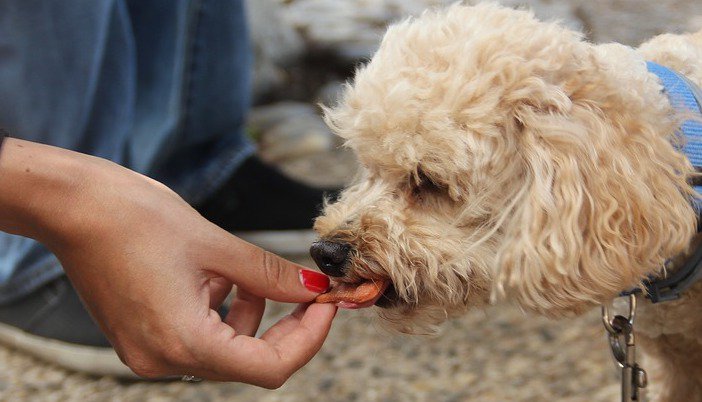 10 Best Vegan Dog Treats