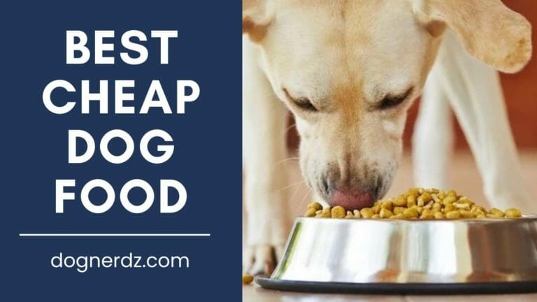 10 Best Cheap Dog Foods in 2024 – Affordable and Budget Friendly