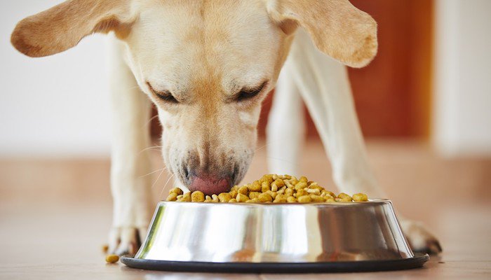 10 Best Cheap Dog Food In 2022 – Affordable and Budget Friendly