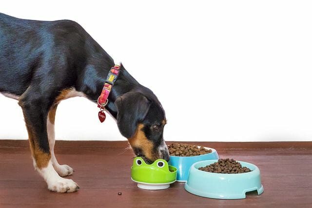 what makes cheap dog food the best