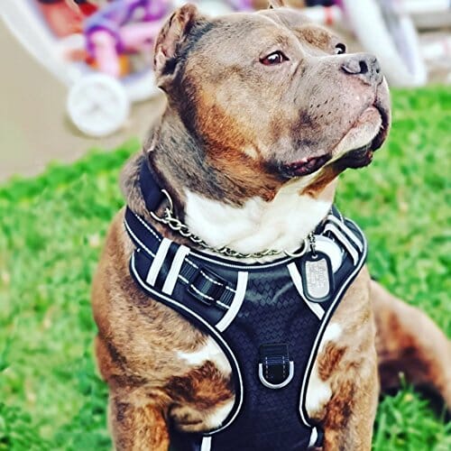 Dog Harness for Pit Bulls