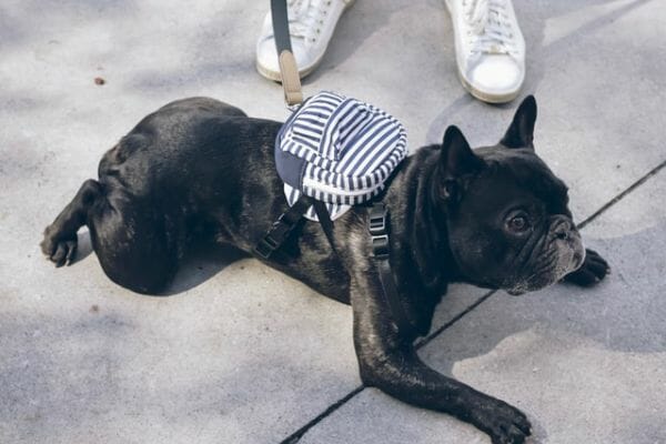 How We Chose The Best Backpacks for Dogs