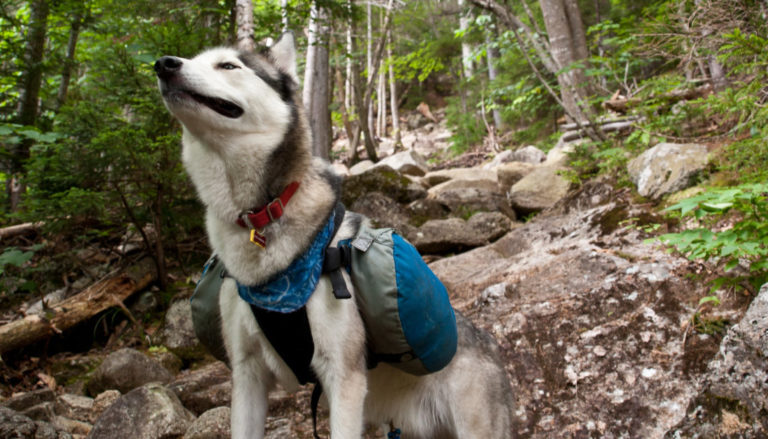 Best Dog Backpack Review