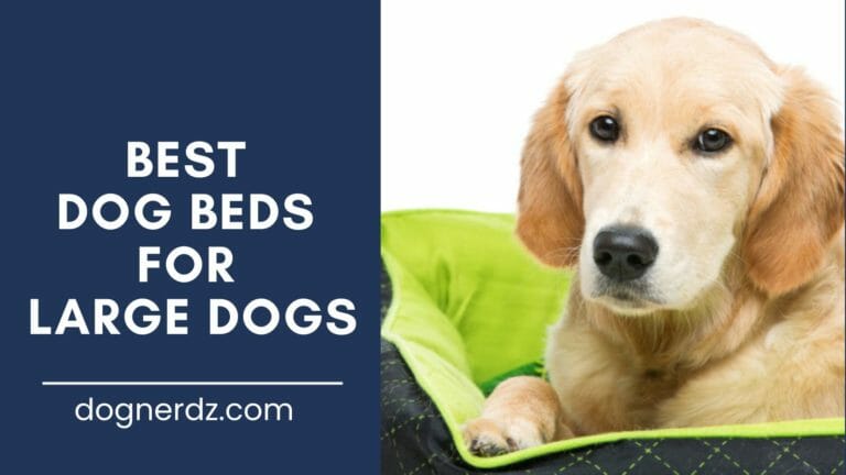11 Best Dog Beds For Large Dogs in 2022