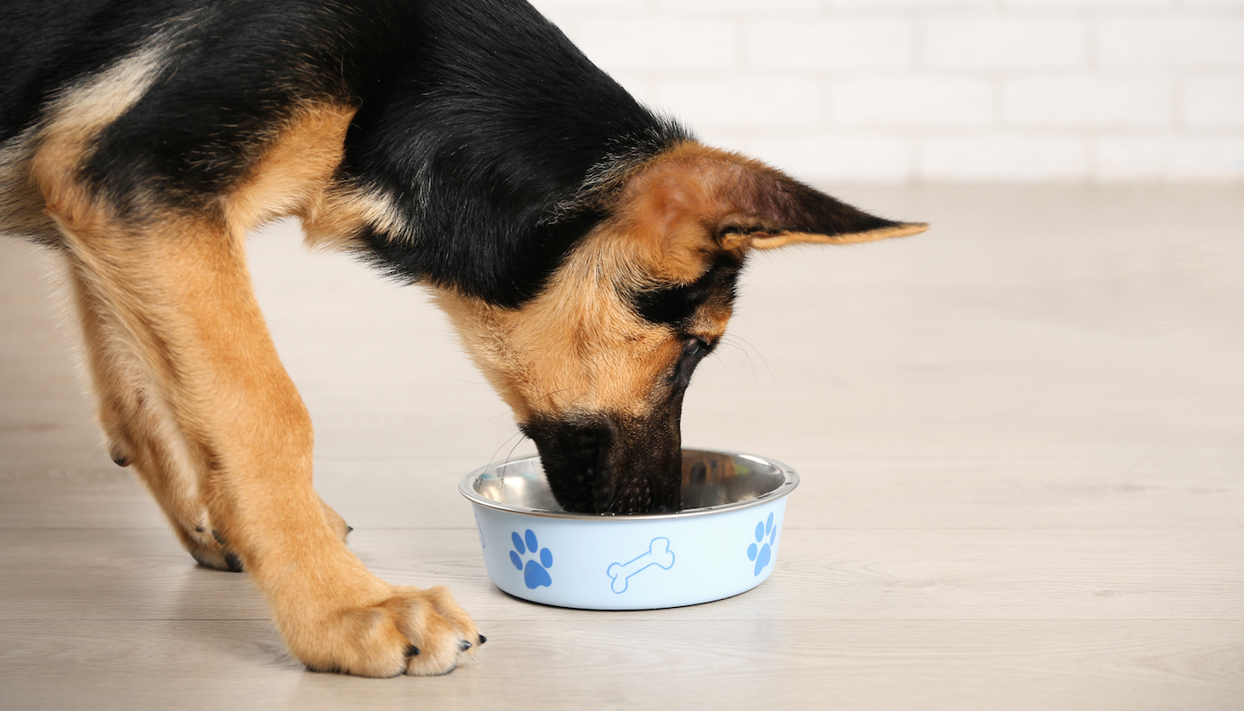 Best Dog Food For German Shepherds Review