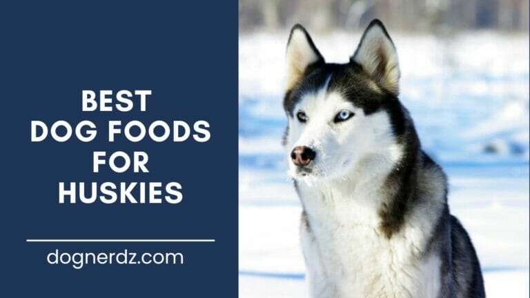 10 Best Dog Foods For Huskies