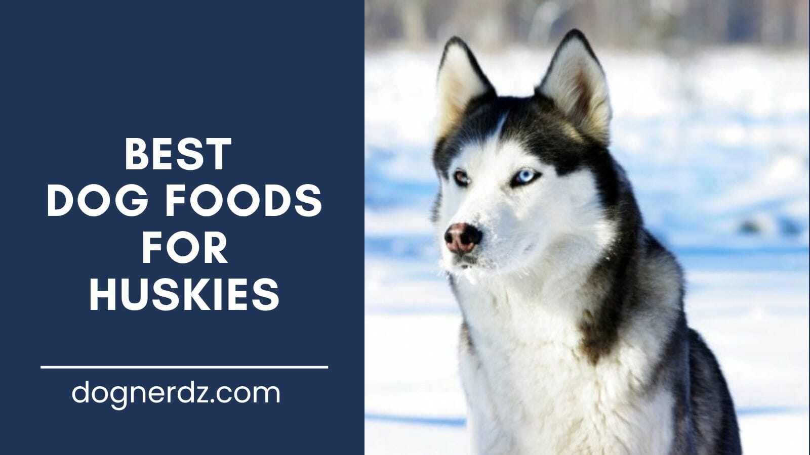 review of the best dog foods for huskies