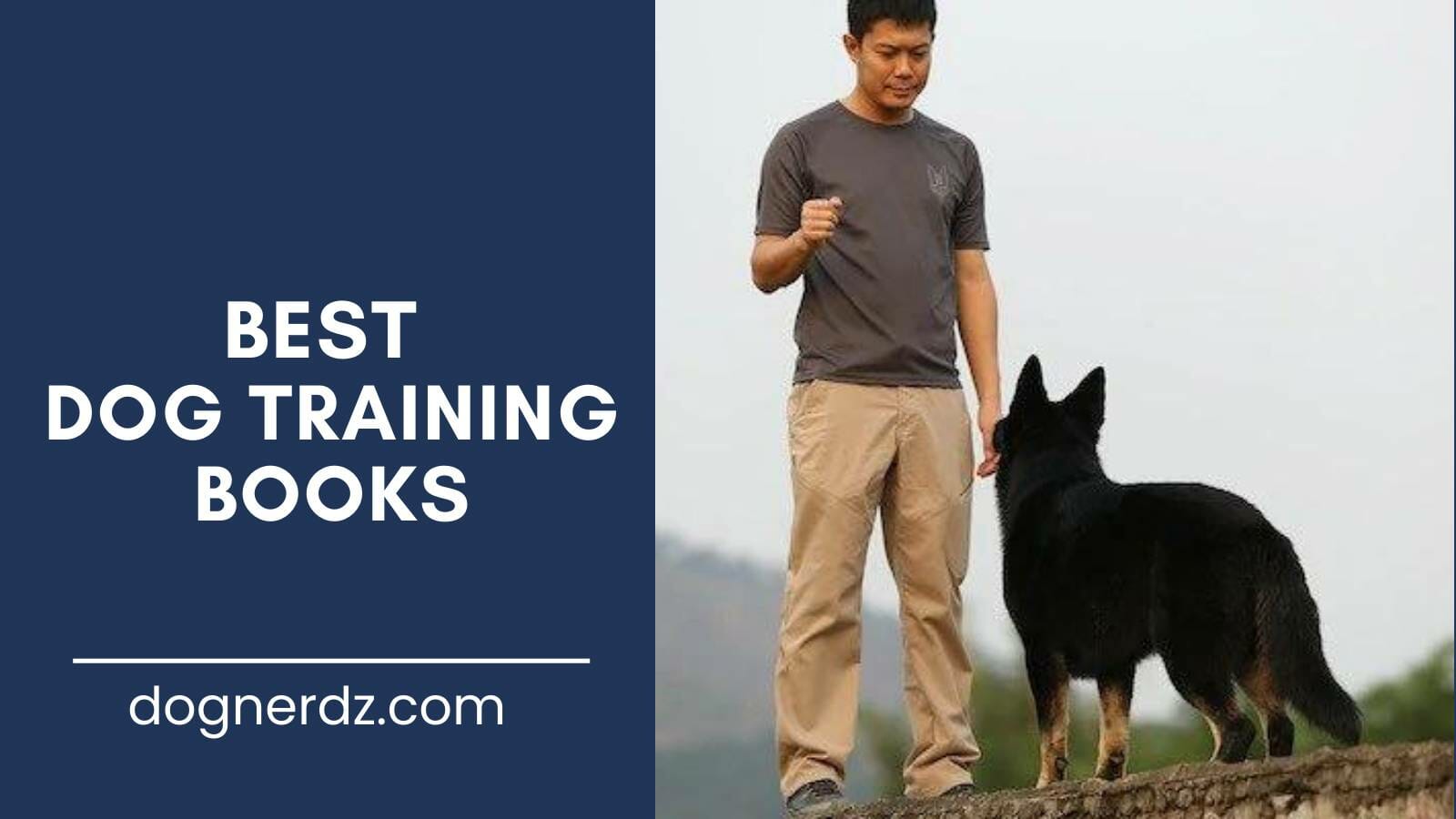 review of the best dog training books