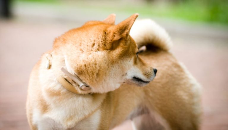 10 Best Flea Collars For Dogs in 2022