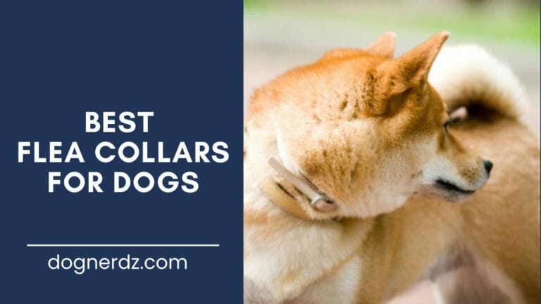 10 Best Flea Collars For Dogs in 2023