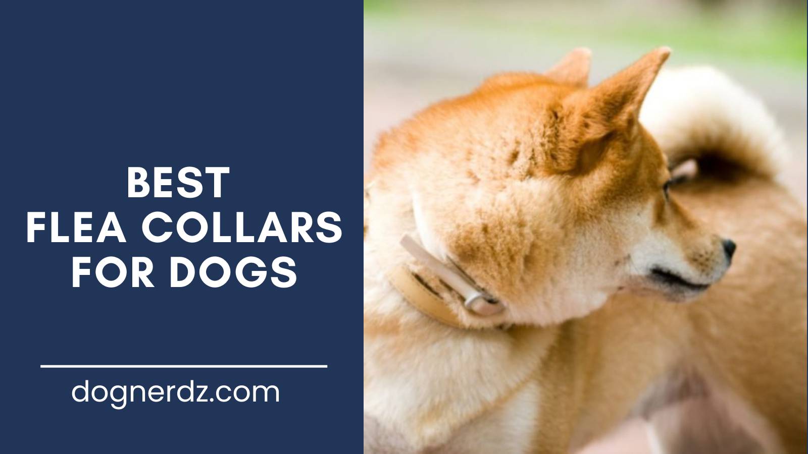 review of the best flea collars for dogs