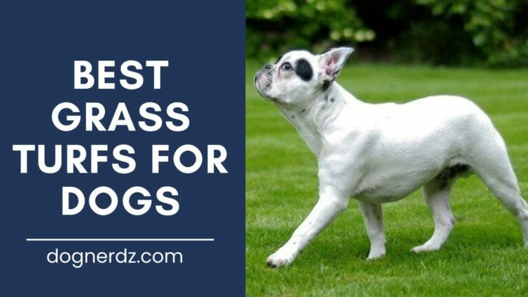 12 Best Grass Turfs For Dogs in 2023