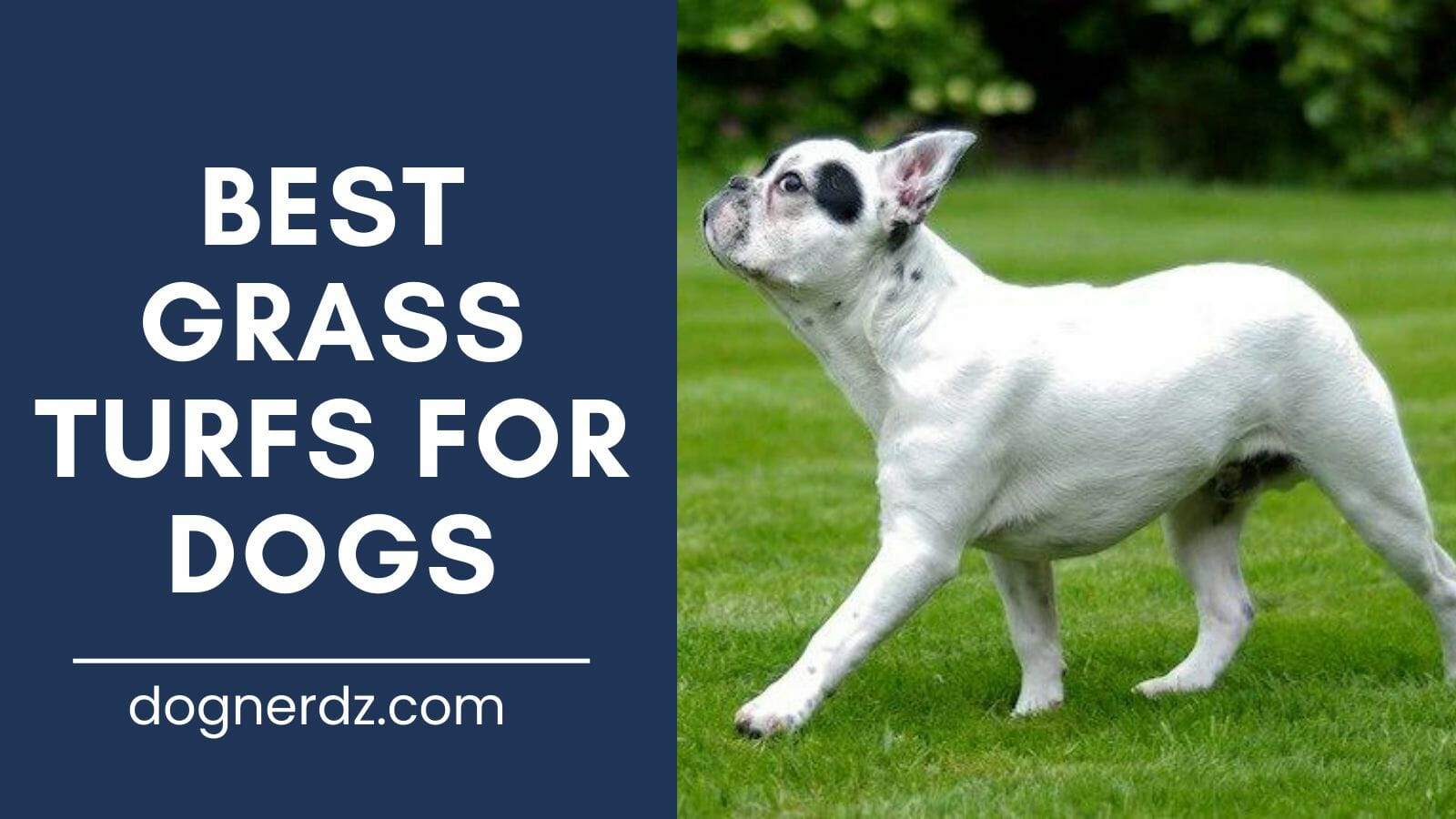 review of best grass turfs for dogs