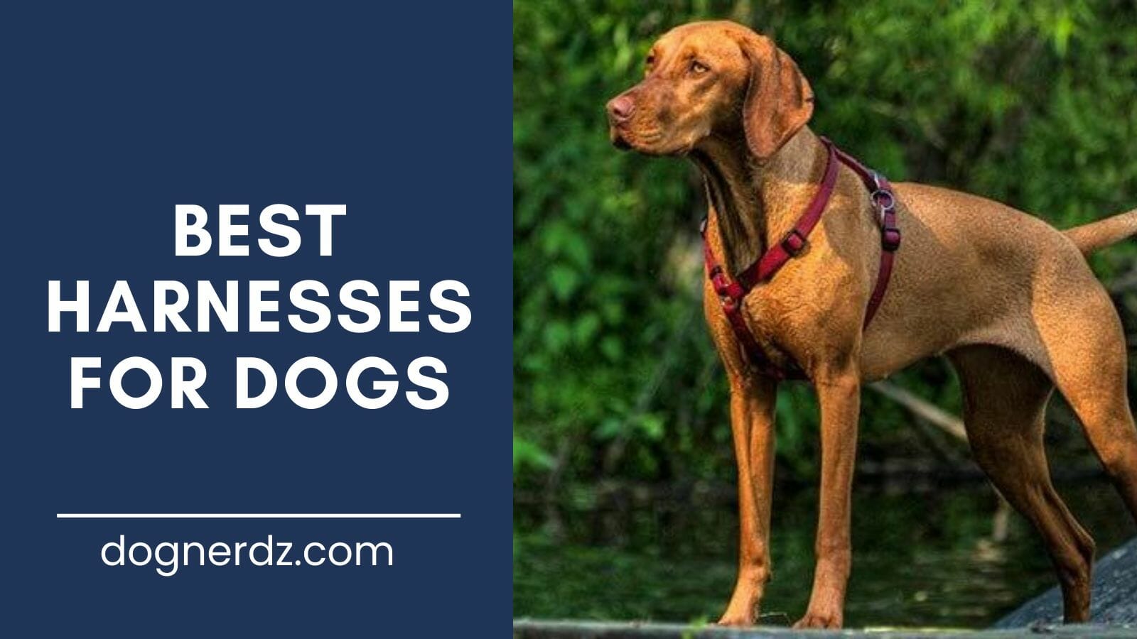 reviews of best harnesses for dogs