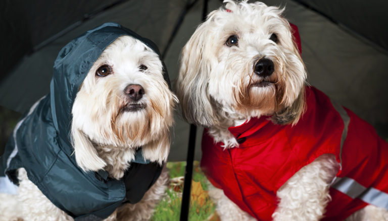 Best Dog Raincoats in Review